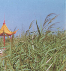 &#30343;&#20896;